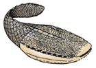 +Ostracoderms (extinct) were armoured jawless fish Astraspis desiderata.gif