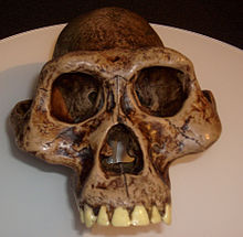 שחזור גולגולת של אפרנסיס במוזיאון האדם, סן דייגו