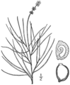 1.31 Category:Potamogeton filiformis Fig. 204