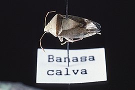 Banasa calva