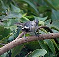 Bark with Immature Oriental Magpie Robin at Kolkata, West Bengal, India