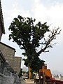 青雲觀内嘅百年秋楓樹。樹幹圓周3.8米，高17米，樹齡估計超過200年。