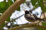 Miniatura para Turdus olivater