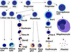 lymphoid stem cell