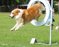 "Australian red" Border Collie competing in agility