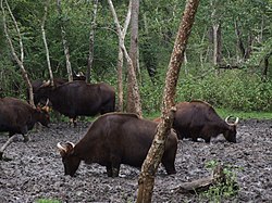 Branco di bisonti indiani selvatici (Bos gaurus)