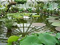 ヴィクトリア温室内のハスの池