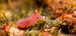 Brachystomella parvula