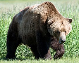 Brown bear.jpg