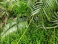 Close view of Calamus tenuis plant