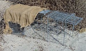 English: Cage trap with shade cloth to protect...