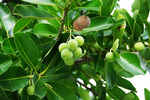 Miniatura para Calophyllum antillanum