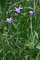 Wiesen-Glockenblume (Campanula patula)