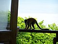 Geel doodshoofdaapje bij een hotel in de buurt van Manuel Antonio