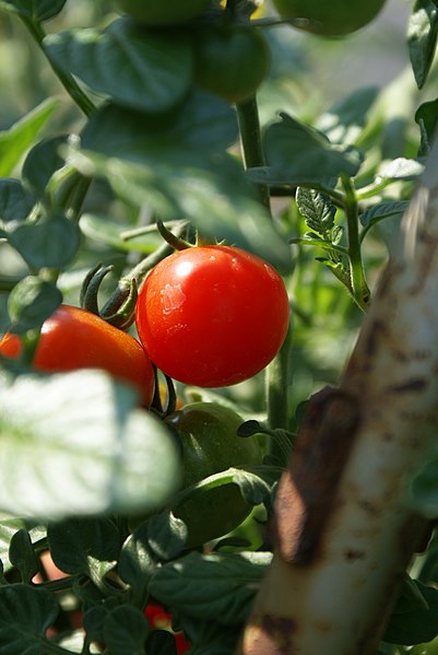 File:Cherry Tomato on Vine.JPG