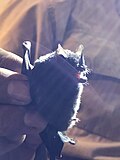 Miniatura per Ratpenat cuacurt d'Allen