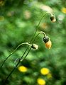 Kleb-Kratzdistel (Cirsium erisithales)