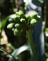 Clivia caulescens