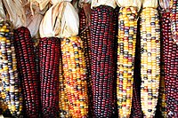 Multicolored variaties of corn