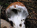 Cortinarius claricolor з павутинчастим велумом