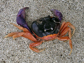 Gecarcinus ruricola