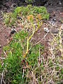 Crithmum maritimum - Habitus