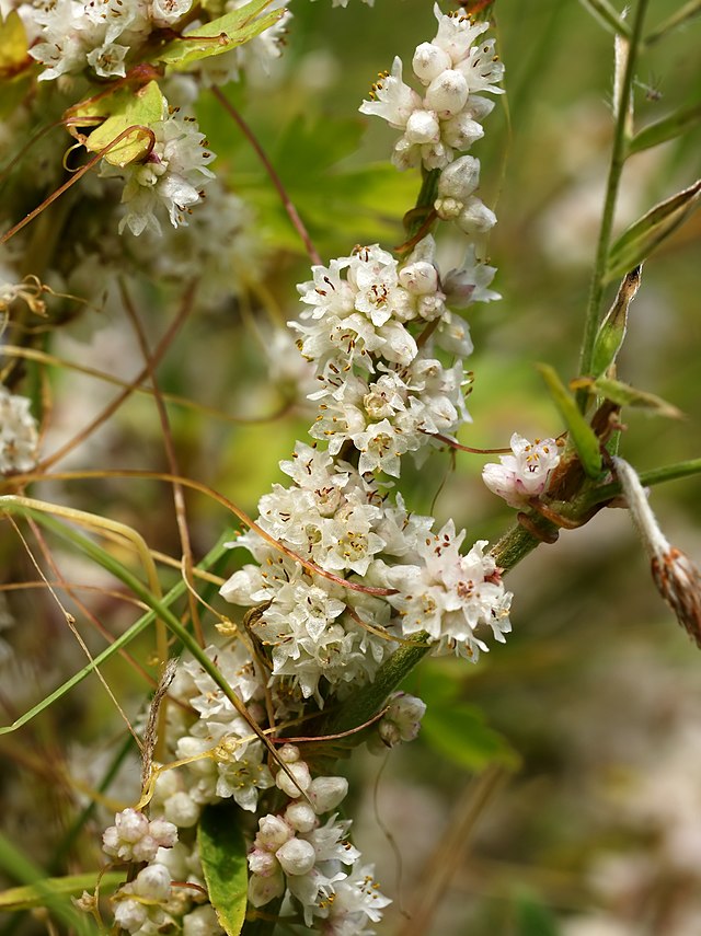 inflorescences de petites fleurs blanches