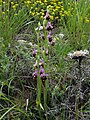 Ophrys fuciflora