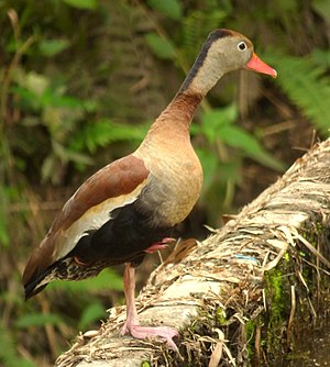 Nigraventra arbanaso. Norda subspecio (D. a. autumnalis, notu brunan bruston). La blanka flugilmakulo, karaktera de tiu specio, estas videbla dumfluge.