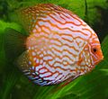 Discus