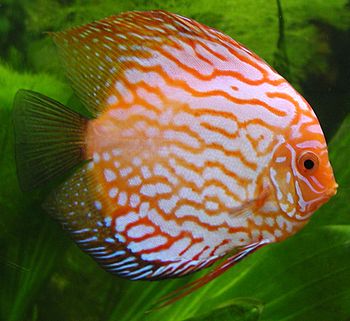 The discus, Symphysodon spp., has been popular...