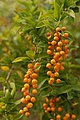 Feuilles et fruits