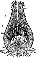 Doorsnede van een perithecium van Podospora fimiseda. . a - parafysen. e - perifysen. m - schimmeldraden.