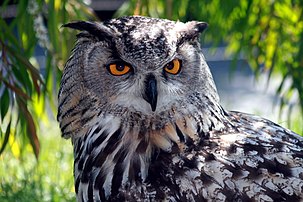 Un Hibou grand-duc, appelé aussi Grand-duc d'Europe, au zoo de San Francisco. (définition réelle 3 888 × 2 592)