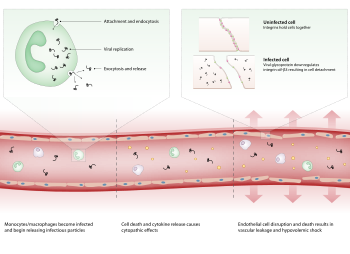Schematic showing pathogenesis of Ebola