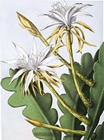 Epiphyllum anguliger