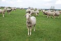 Ovins de la race ovine de l'Est à laine mérinos.