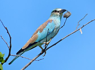 כחל מצוי על עץ