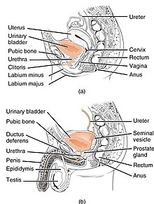 Illustration showing cross section of male and female pelvis with labels showing bladder and urethra and other pelvic structures like the rectum, uterus, and vagina.