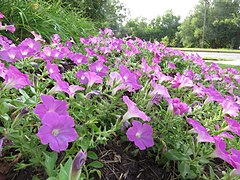 Garden petunia