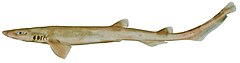 Description de l'image Galeus gracilis csiro-nfc.jpg.