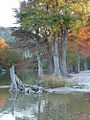 Bald cypress trees along the Frio River in Garner State Park
