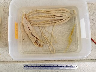 #556 (14/6/2013) "Specimen B", the second of the two juvenile giant squid collected in the same purse seine net on 14 June 2013, likewise preserved in 70% ethanol at Shimane Prefectural Fisheries Technology Center