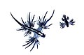 Glaucus atlanticus, by Taro Taylor