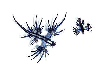 Deux nudibranches des espèces Glaucus atlanticus (gauche) et Glaucilla marginata échoués sur la plage Surfers Paradise, dans le Queensland, en Australie. (définition réelle 3 024 × 1 998)