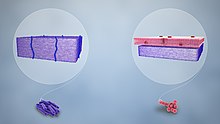 Purple-stained gram-positive (left) and pink-stained gram-negative (right) Gram Staining Bacteria.jpg