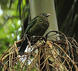 Groene katvogel