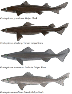 Description de l'image Gulper shark comparisons.png.