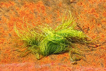 Algue verte de l'espèce Ulva intestinalis, photographiée à marée basse dans le Brofjorden (Suède). (définition réelle 4 717 × 3 145)