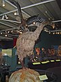 A Haast's Eagle attacking a moa